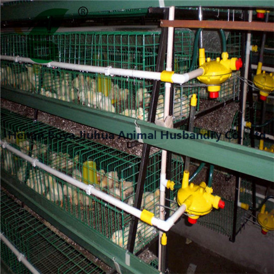 Chicken Cage