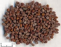 Fenugreek Seed