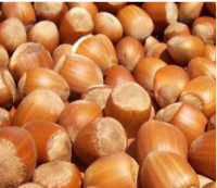 Shelled Hazelnuts