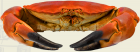 Brown Crab