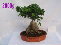 Bonsai    WF023-035