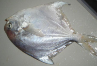 Frozen Silver Pomfret