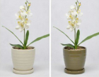 Flower Pot  (TS917-2)