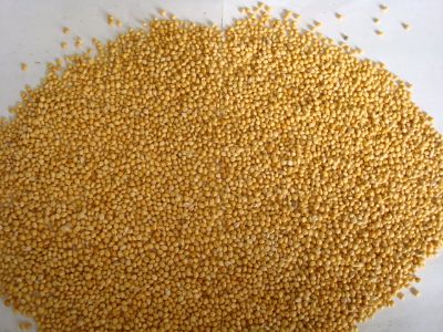 Yellow millet
