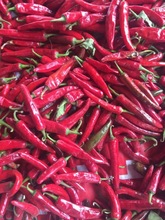 fresh chilli